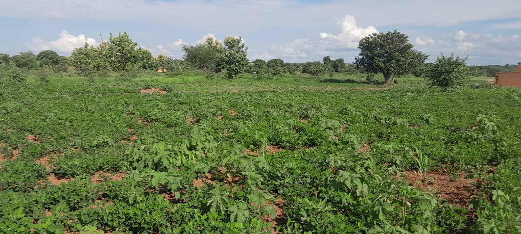 Launch of Agricultural Activities Marks New Chapter for Farmers in Western Bahr el Ghazal State